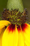 Clasping coneflower